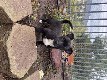 Rescue Terrier Dogs for Adoption in San Diego, California - Karhu (Milestone Litter) | PetCurious