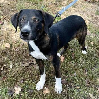 Mixed Breed Dogs Available for Adoption in Union, Missouri - Jim K18 | PetCurious
