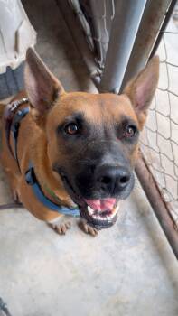 Savannah -  Labrador Retriever and American Staffordshire Terrier Dog for Adoption in Calgary, Alberta - Savannah | PetCurious