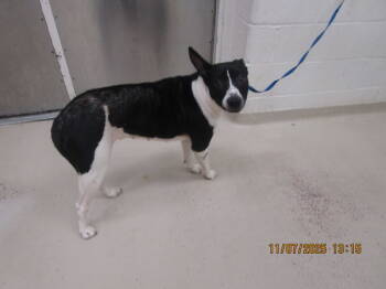 Rescue Border Collie Dogs for Adoption in Marietta, Georgia - Tuna (107) | PetCurious