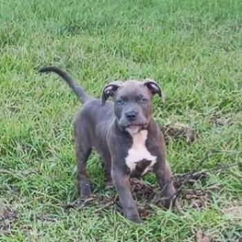 LB -  American Bully Dog for Adoption in Williston, Vermont - LB | PetCurious