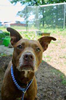 Terrier Dogs Available for Adoption in Floyd, Virginia - Luna | PetCurious