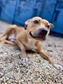 Pit Bull Terrier and Mixed Breed Dogs Available for Adoption - Sheldon | PetCurious