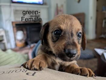 Female-Puppies Airedale Mix -  Airedale Terrier Dog for Adoption in Charlotte, North Carolina - Female-Puppies Airedale Mix | PetCurious