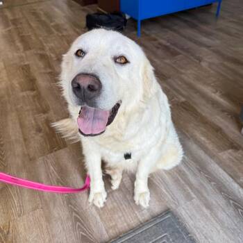 674 (2026) Mama Hope -  Great Pyrenees Dog for Adoption in Parker, Colorado - 674 (2026) Mama Hope | PetCurious