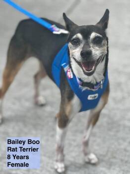 Rescue Rat Terrier Dogs for Adoption in Blue Springs, Missouri - Bailey Boo | PetCurious