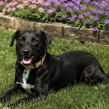 Labrador Retriever and Cattle Dog Dogs Available for Adoption in Evansville, Wisconsin - CEDRIC | PetCurious