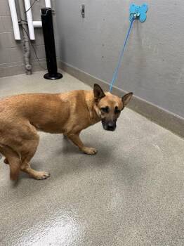 CARRY BERRY -  German Shepherd Dog and Mixed Breed Dog for Adoption in Las Vegas, Nevada - CARRY BERRY | PetCurious