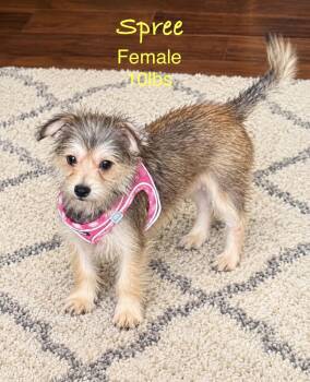 Spree -  Terrier Dog for Adoption in Kings Mountain, North Carolina - Spree | PetCurious