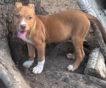 Shepherd Dogs Available for Adoption in San Antonio, Texas - Bruno | PetCurious