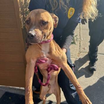 Rescue Pit Bull Terrier Dogs for Adoption in Newark, New Jersey - Bam | PetCurious