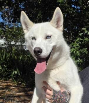 Husky Dogs Available for Adoption in Key Largo, Florida - Jack | PetCurious