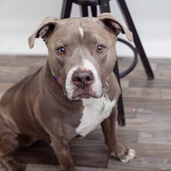Rescue American Staffordshire Terrier Dogs for Adoption in Los Angeles, California - Cannoli | PetCurious