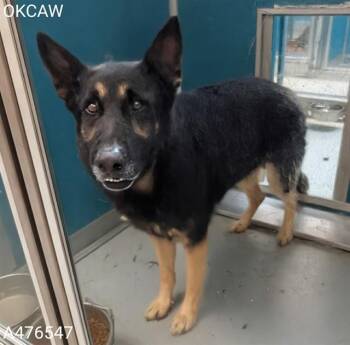 A476547 -  German Shepherd Dog and Mixed Breed Dog for Adoption in Oklahoma City, Oklahoma - A476547 | PetCurious