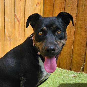 Ursula TW -  Catahoula Leopard Dog and Mixed Breed Dog for Adoption in Austin, Texas - Ursula TW | PetCurious