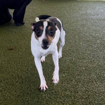 Jack Russell Terrier and Chihuahua Dogs Available for Adoption in West Palm Beach, Florida - Nelly | PetCurious