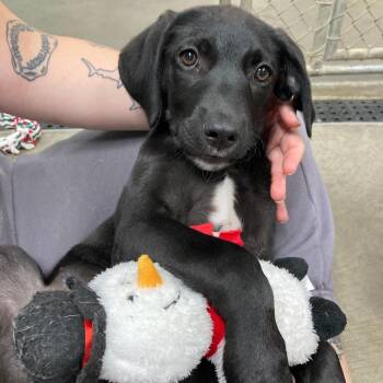 Lincoln -  Black Labrador Retriever and Mixed Breed Dog for Adoption in Attica, New York - Lincoln | PetCurious