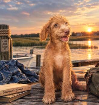 Jen -  Poodle and Australian Kelpie Dog for Adoption in Valley Park, Oklahoma - Jen | PetCurious