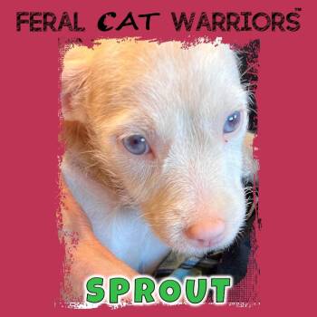 Sprout -  Chihuahua and Terrier Dog for Adoption in Squamish, British Columbia - Sprout | PetCurious