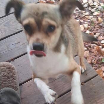 Jaxson -  Chihuahua and Dachshund Dog for Adoption in Lenoir, North Carolina - Jaxson | PetCurious