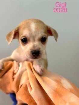 Beagle Dogs Available for Adoption in New York, New York - Gigi (AL) | PetCurious