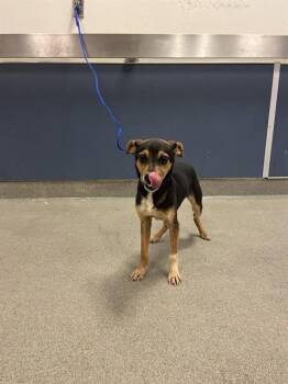 Chihuahua and Mixed Breed Dogs Available for Adoption in Doral, Florida - MONA | PetCurious