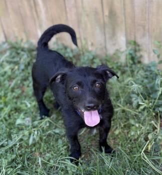 Lodie -  Mixed Breed Dog Available for Adoption in Sandy Springs, Georgia - Lodie | PetCurious