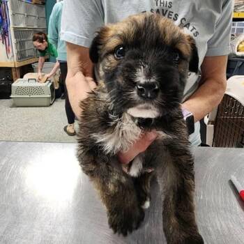 Mixed Breed Dogs Available for Adoption - Dextera | PetCurious