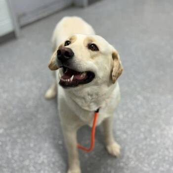 Labrador Retriever and Great Pyrenees Dogs Available for Adoption in Bardstown, Kentucky - Katie Jo | PetCurious