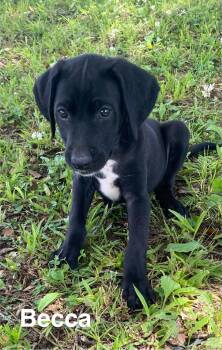 Labradoodle Dogs Available for Adoption in Glocester, Rhode Island - Becca | PetCurious
