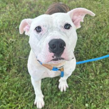Arya -  Mixed Breed Dog for Adoption in Cape Girardeau, Missouri - Arya | PetCurious