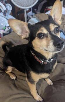 Miniature Pinscher Dogs Available for Adoption in Davis, California - Zorro | PetCurious