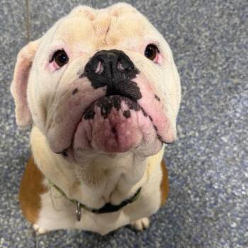Winston -  English Bulldog Dog for Adoption in Duck River, Tennessee - Winston | PetCurious
