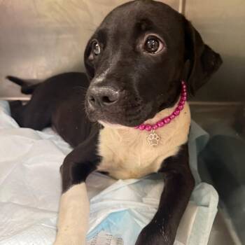 Bonnie Bennett -  Mixed Breed Dog for Adoption in Charleston, West Virginia - Bonnie Bennett | PetCurious