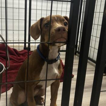 Rooby -  Terrier and Mixed Breed Dog for Adoption in St. Louis, Missouri - Rooby | PetCurious