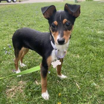 Rat Terrier Dogs Available for Adoption - CHIP | PetCurious