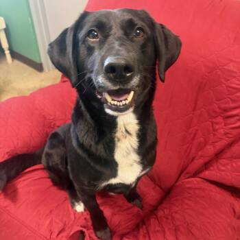 Black Labrador Retriever Dogs Available for Adoption in Seneca, Pennsylvania - Tommy | PetCurious