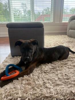Louie -  Labrador Retriever and Boston Terrier Dog for Adoption in Bloomington, Indiana - Louie | PetCurious
