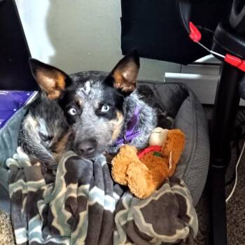 MJ -  Australian Cattle Dog Blue Heeler Dog for Adoption in Blair, Wisconsin - MJ | PetCurious
