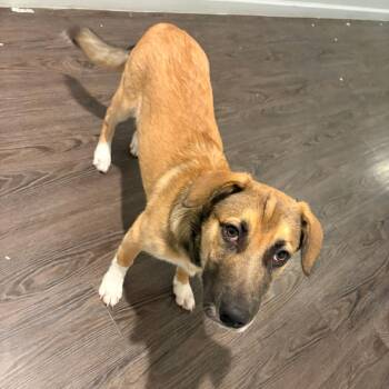 Hazelnut -  Mixed Breed Dog for Adoption in Gainesville, Florida - Hazelnut | PetCurious