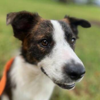 EllyMae *Arriving 10/24* D12754 -  Border Collie and Australian Shepherd Dog for Adoption - EllyMae *Arriving 10/24* D12754 | PetCurious