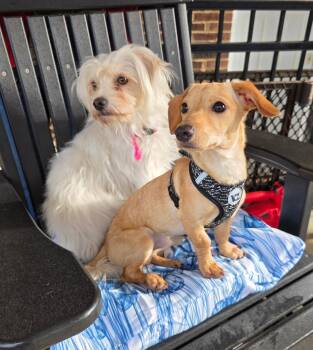 Rescue Maltese Dogs for Adoption in Manchester, Connecticut - CHOCOLATE & CUPCAKE | PetCurious