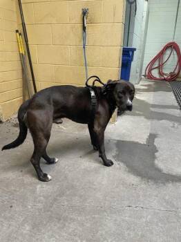 Pit Bull Terrier Dogs Available for Adoption in Stockton, California - GUIDO | PetCurious