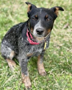 Cattle Dog Dogs Available for Adoption - Ruby | PetCurious