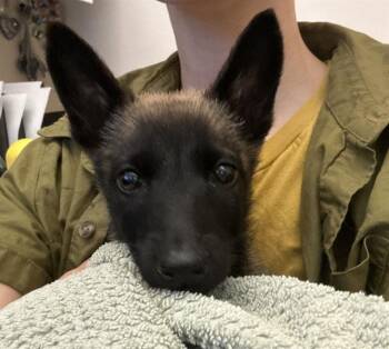 MAVIS -  Belgian Shepherd Malinois Dog for Adoption in Martinez, California - MAVIS | PetCurious