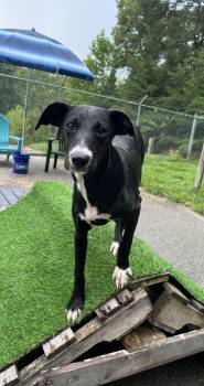 Layla -  Whippet Dog for Adoption in Fayetteville, West Virginia - Layla | PetCurious