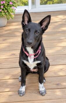 Shelby -  Australian Cattle Dog Blue Heeler Dog for Adoption in Huntingtown, Maryland - Shelby | PetCurious