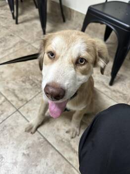Coco (Cleveland Puppy) -  Retriever Dog for Adoption in Brewster, New York - Coco (Cleveland Puppy) | PetCurious