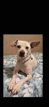 Chihuahua and Beagle Dogs Available for Adoption - Sam | PetCurious