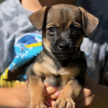 Brownie -  Chihuahua and Miniature Pinscher Dog for Adoption in Redlands, California - Brownie | PetCurious